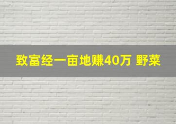 致富经一亩地赚40万 野菜